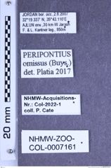 Etiketten zu Peripontius omissus (Buysson, 1889) (NHMW-ZOO-COL-0007161)